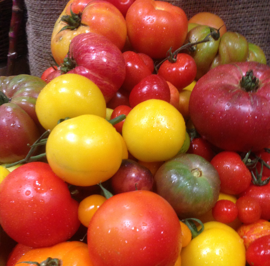 Claire's Tomatoes Variety of tomatoes in shapes, sizes, and colors